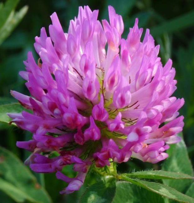 ホットフラッシュ対策での機能性表示に挑戦／海佑商事